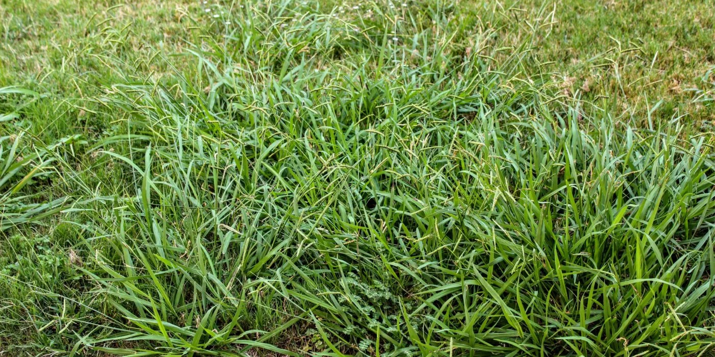 lawn over run by crabgrass