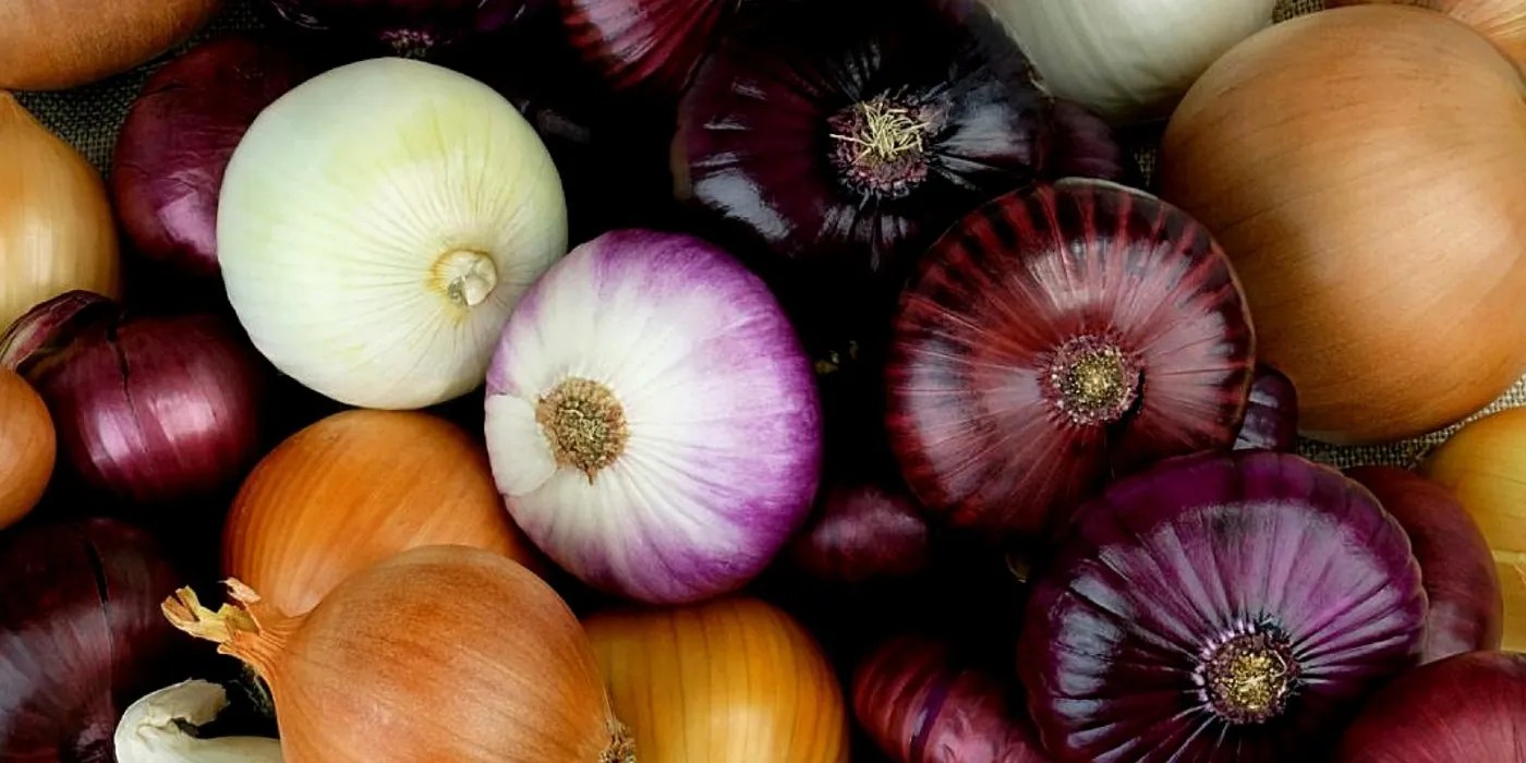 onion varieties