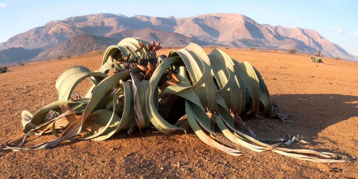 Welwitschia