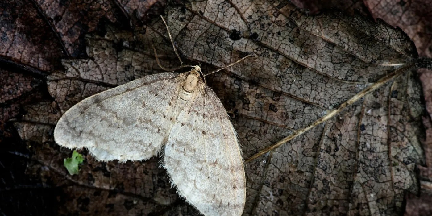 winter moth