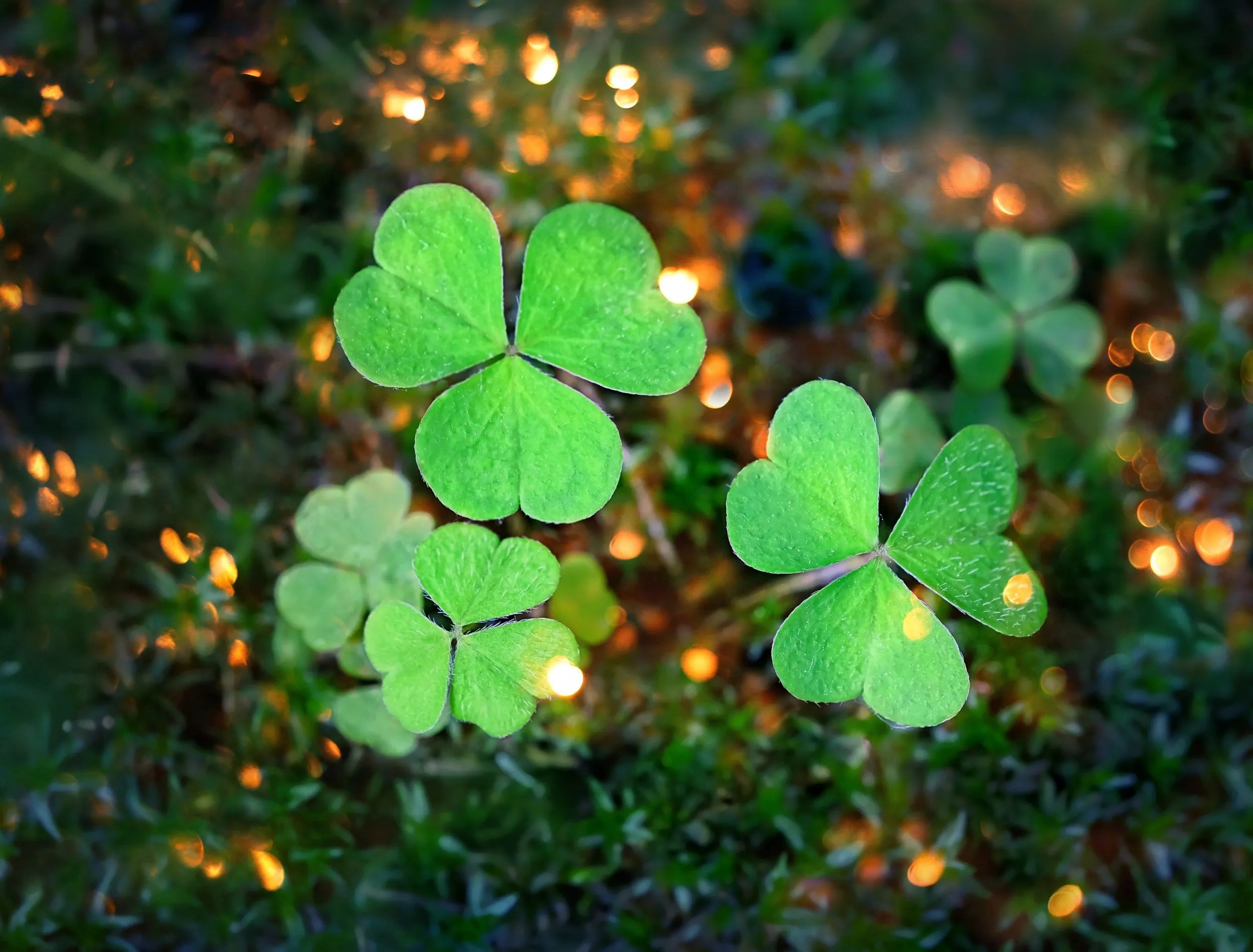 An image of shamrocks