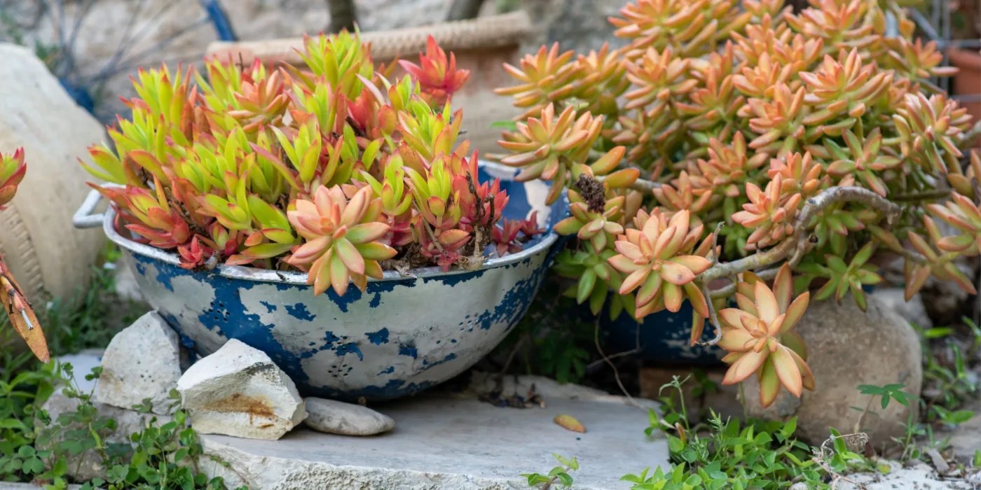 Colander Planter with succulents
