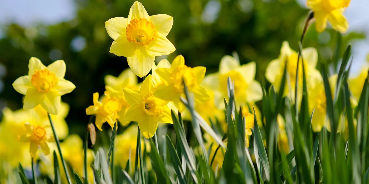 Daffodils in bloom outside