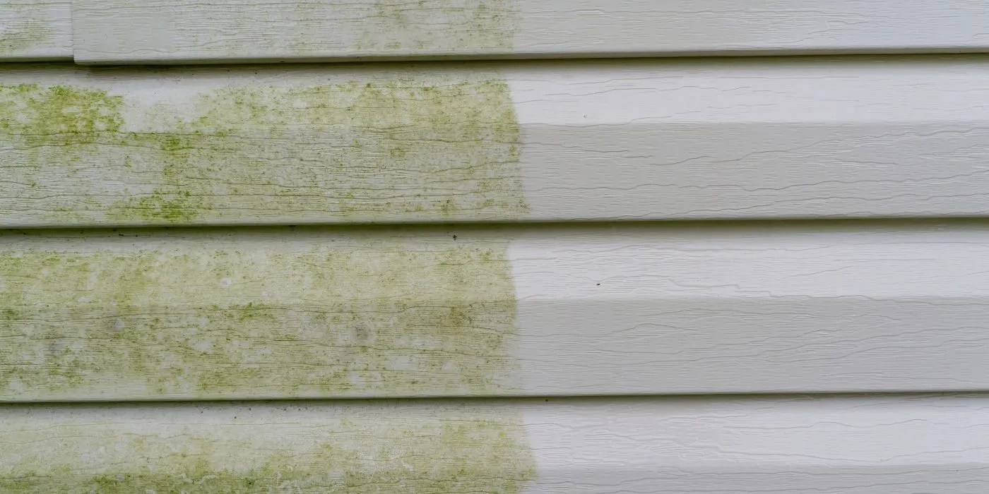 Mildew or green mold building up on shed siding