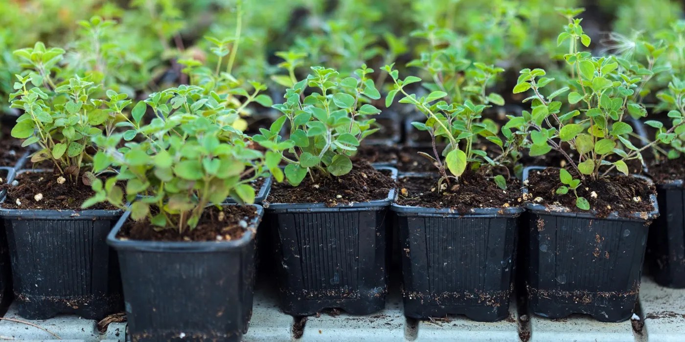 Oregano seedlings in conainers on a table