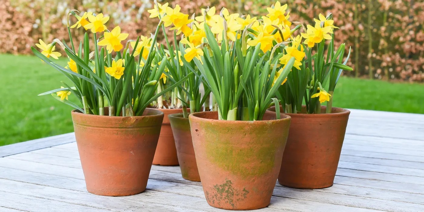 Potted daffodils outside on a wooden deck