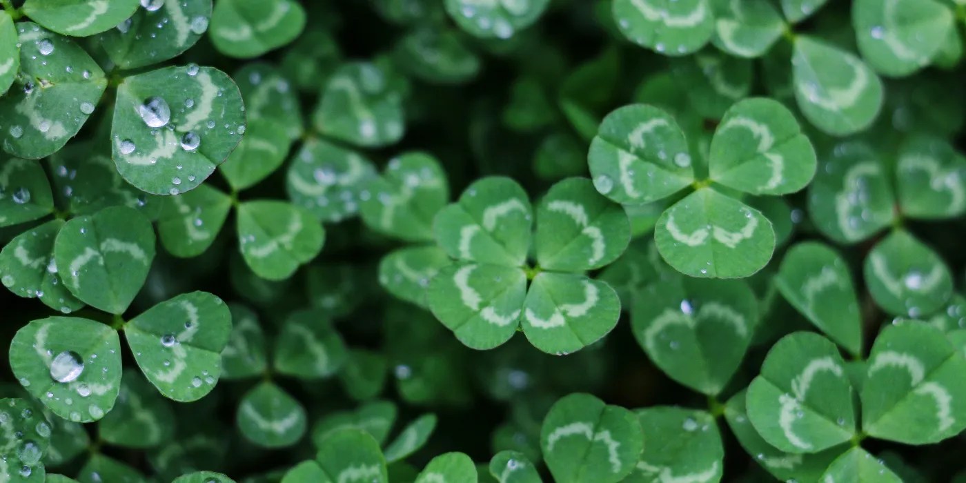 shamrocksgrowing