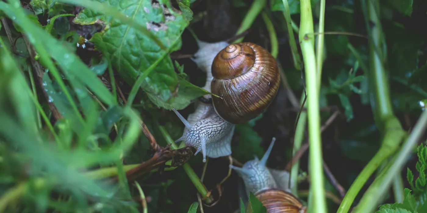 Snails in the garden