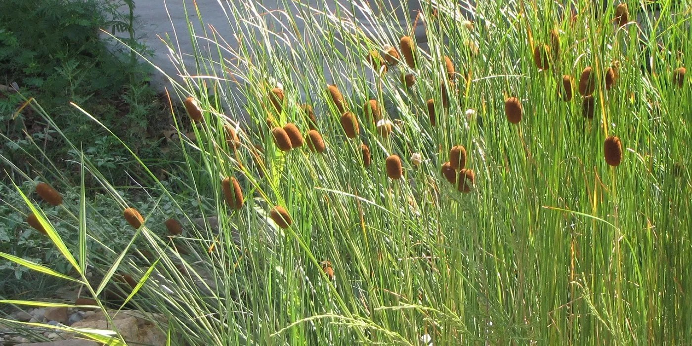 dwarf cattails