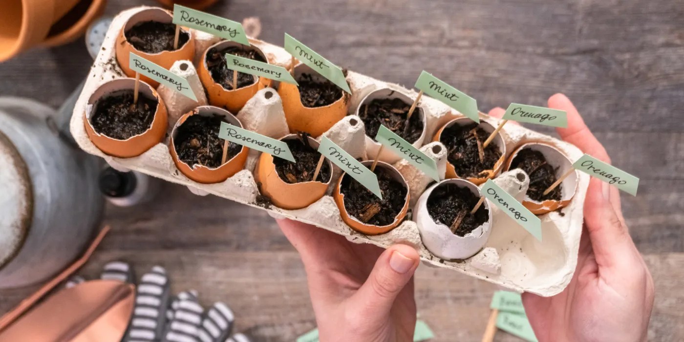 Eggshell seed starters