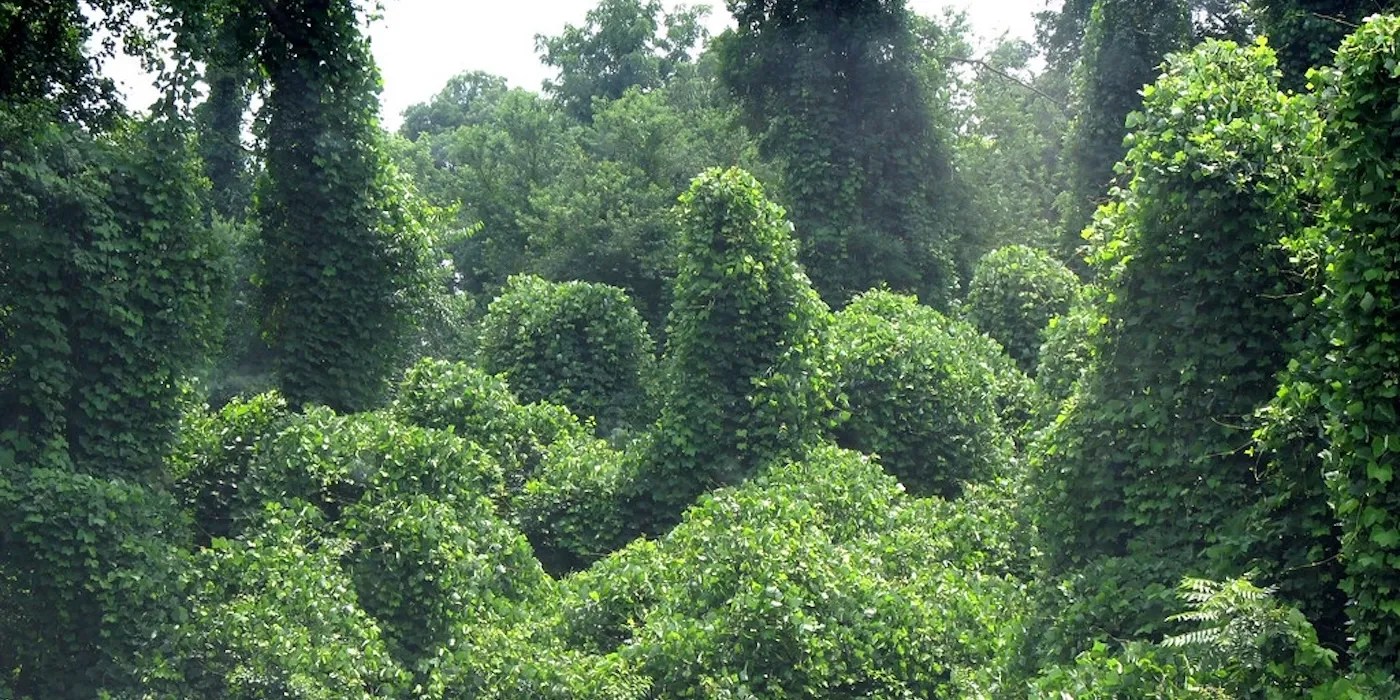 Landscapes covered in Kudzu