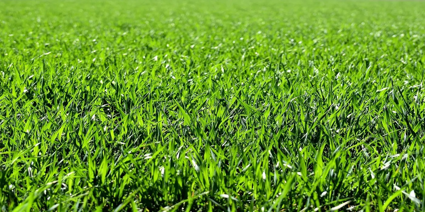 An image of lush green St. Augustine Grass