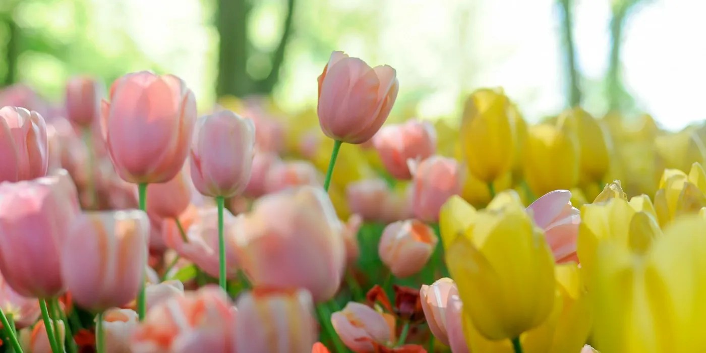 Tulips in multiple colors growing outside in the sunshine
