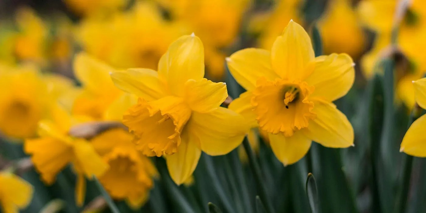 An image of Yellow daffodils