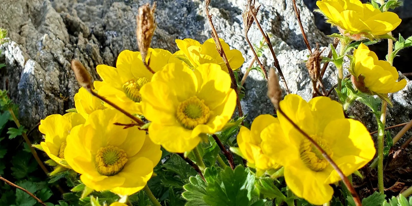 Alpine Poppy
