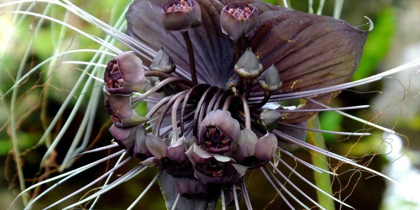 Bat orchid flower