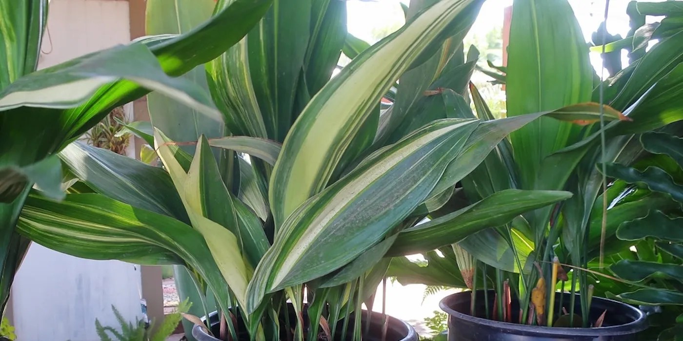 Striped Cast Iron Plant