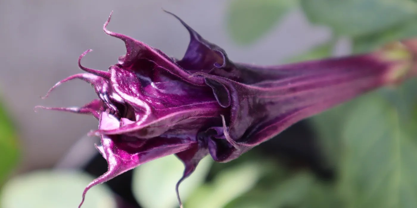 Devils trumpet Flower