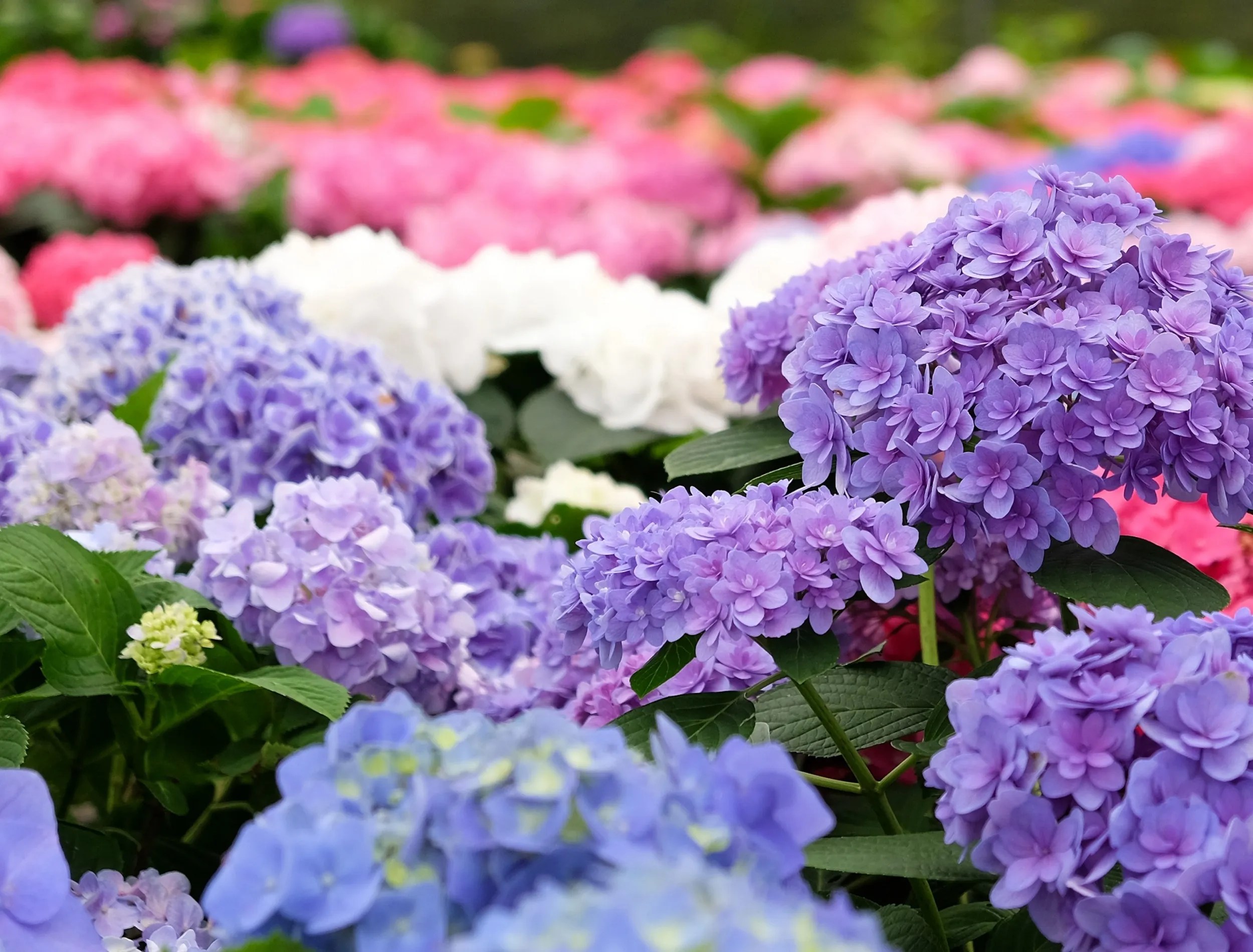 endless summer hydrangea in bloom