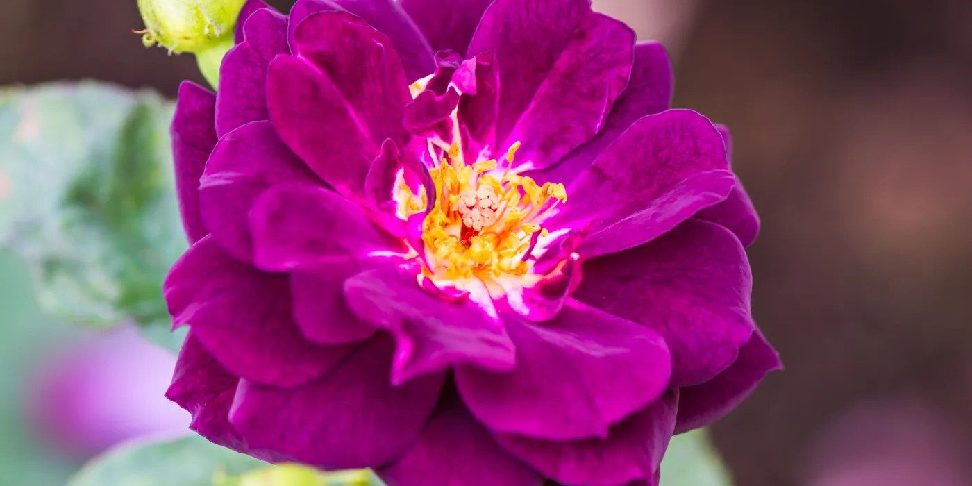 Midnight blue rose flower