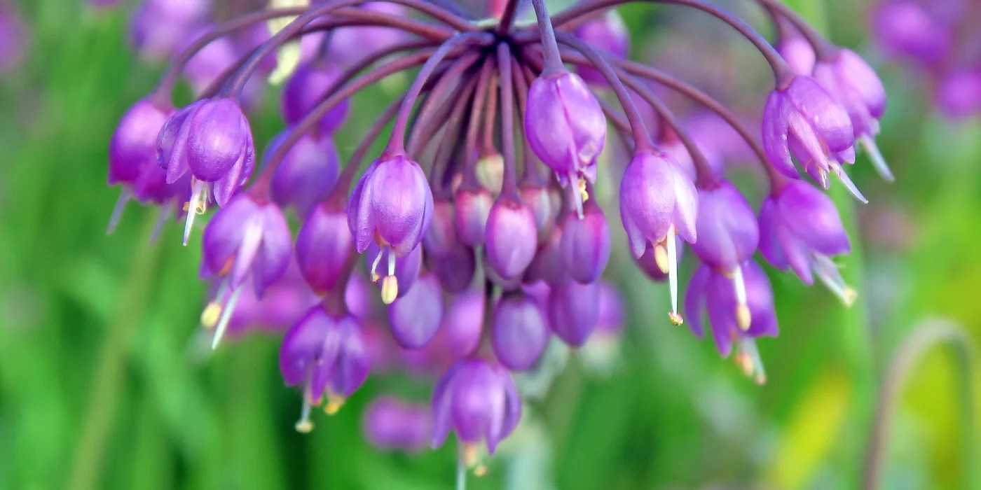 Nodding onion