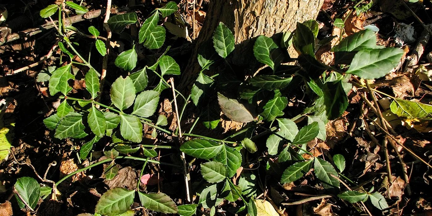 Purple Wintercreeper