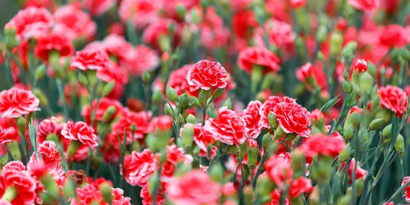 red carnations in bloom