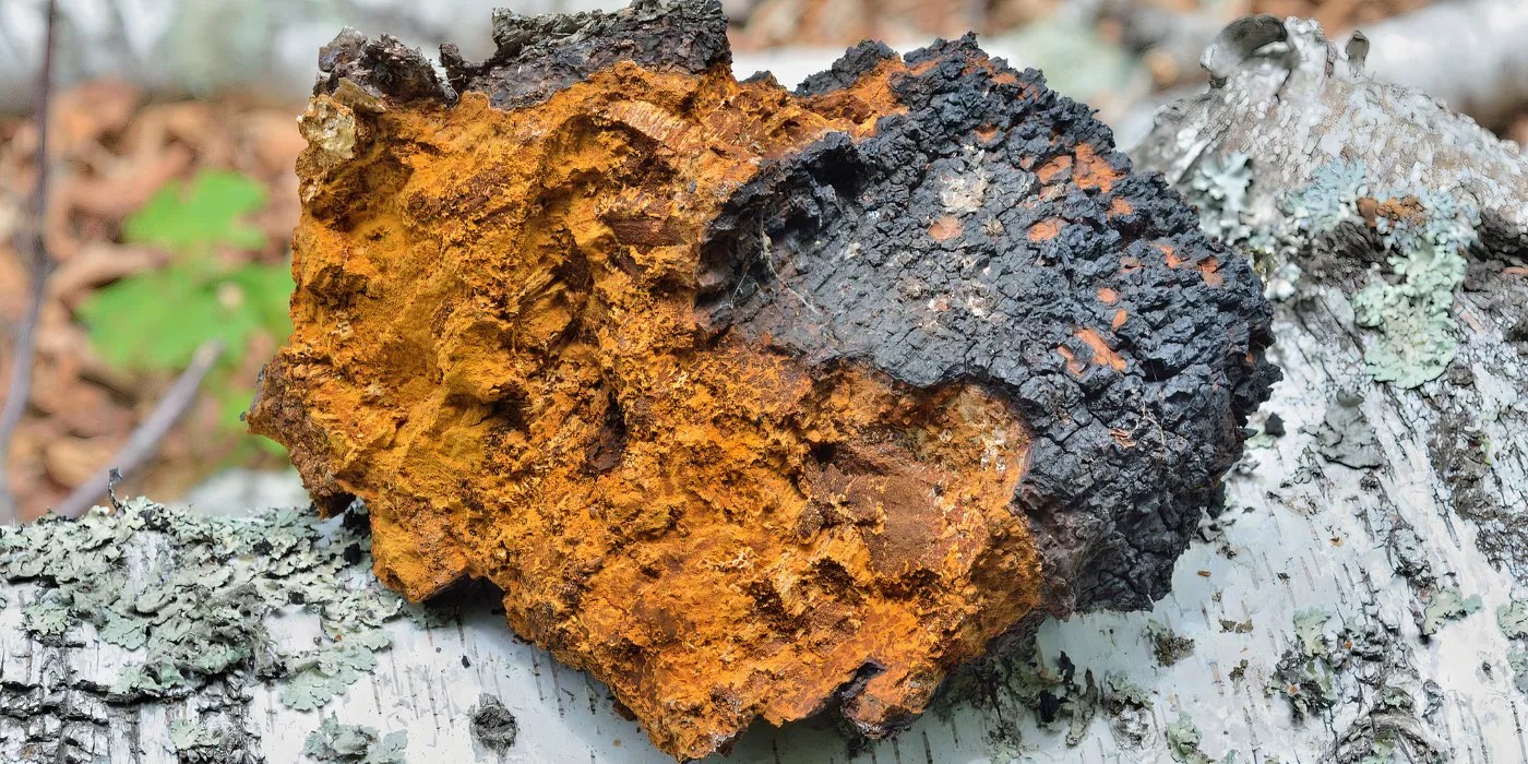 Siberian chaga