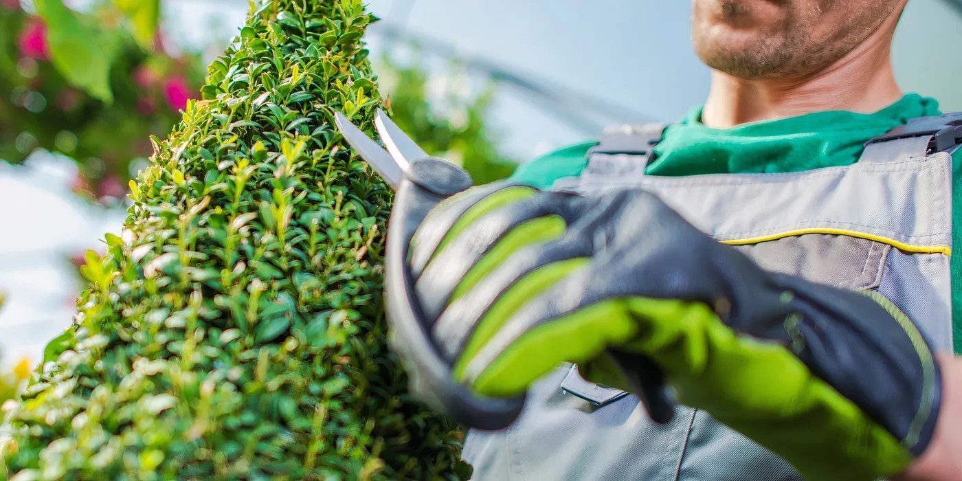 Trimming shrubs