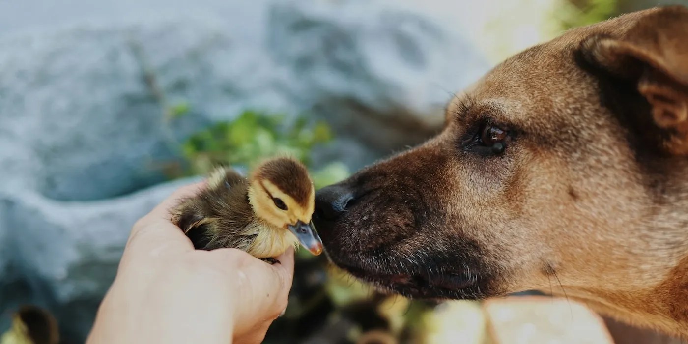 A dog sniffing a duck