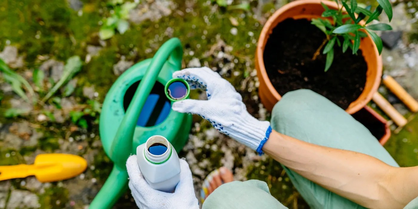 Adding fertilizer to plant water