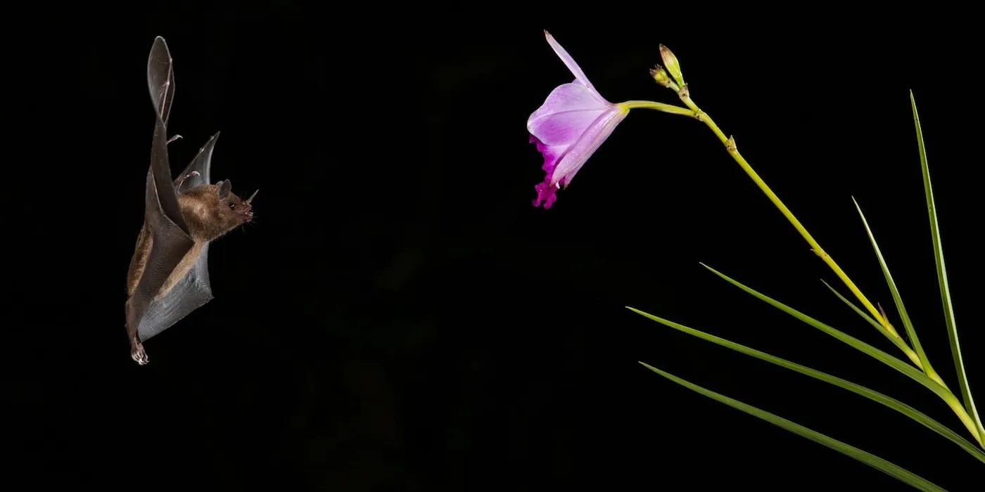 Bat flying towards a flower