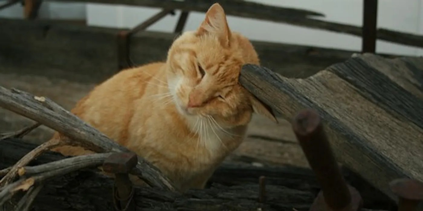 Cat using a log to scratch its head