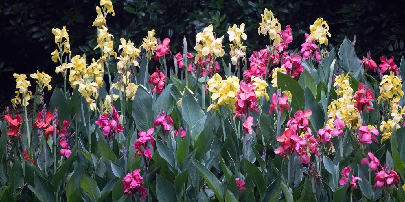 Multicolored canna lillies in the garden