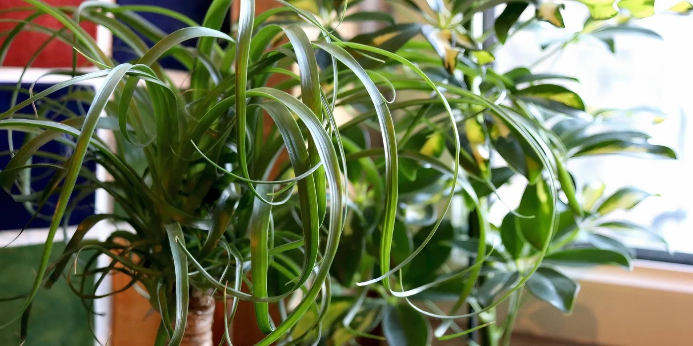 Ponytail palm