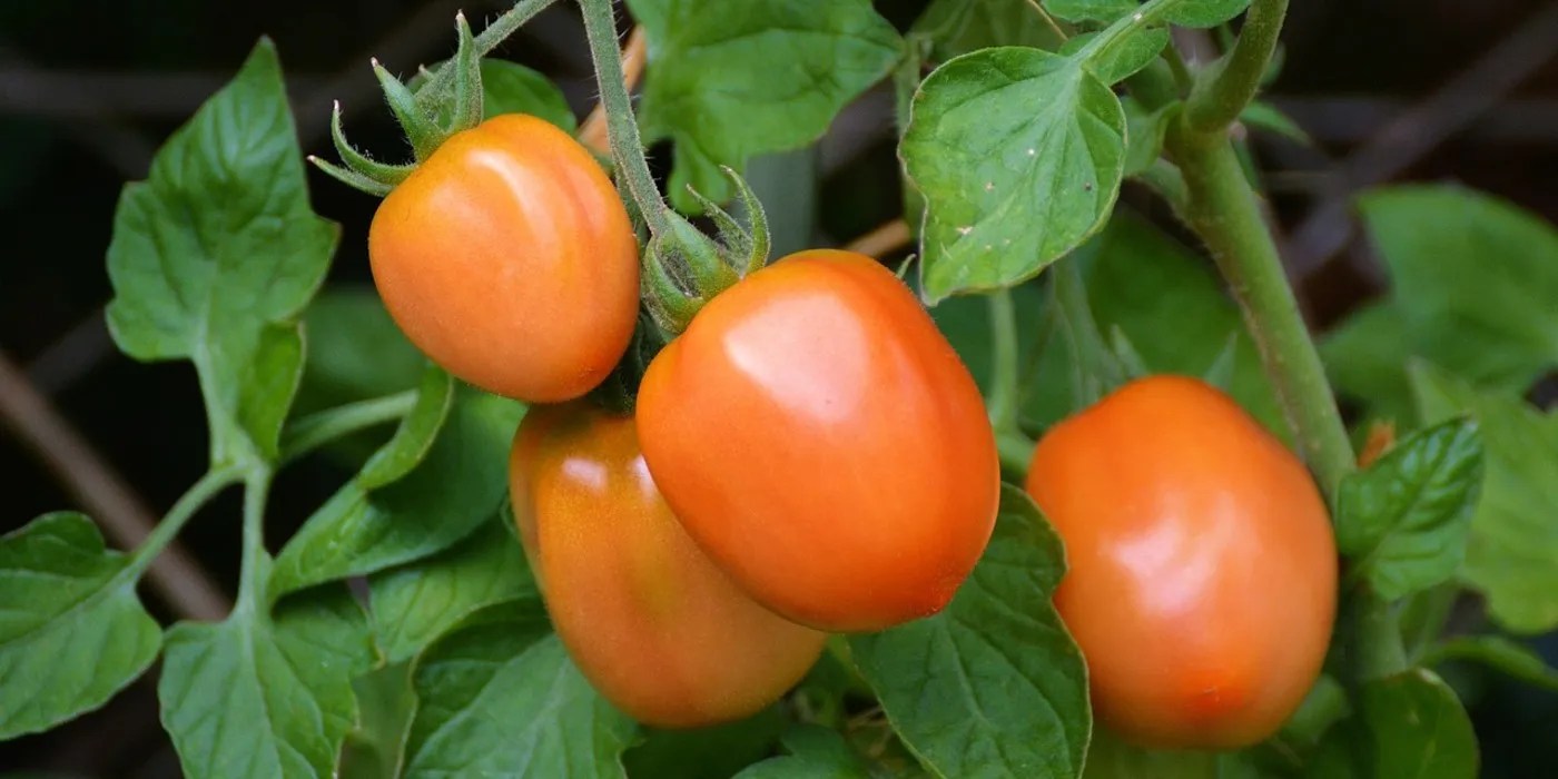 roma tomatoes