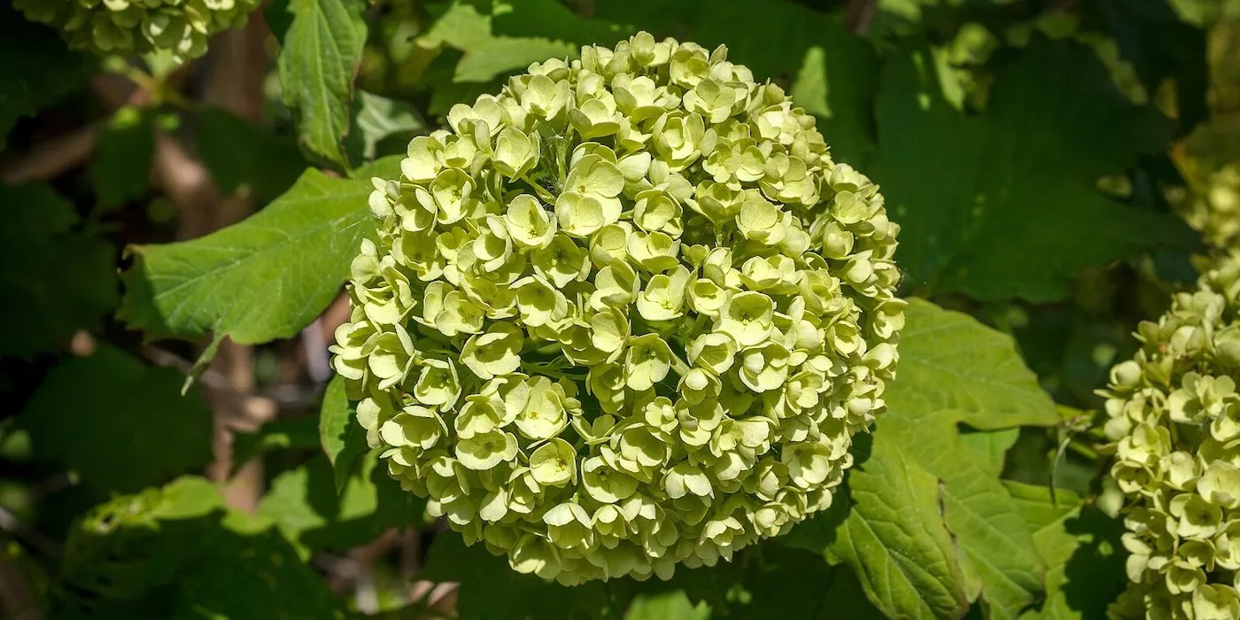 Annabelle Hydrangeas growing in a garden