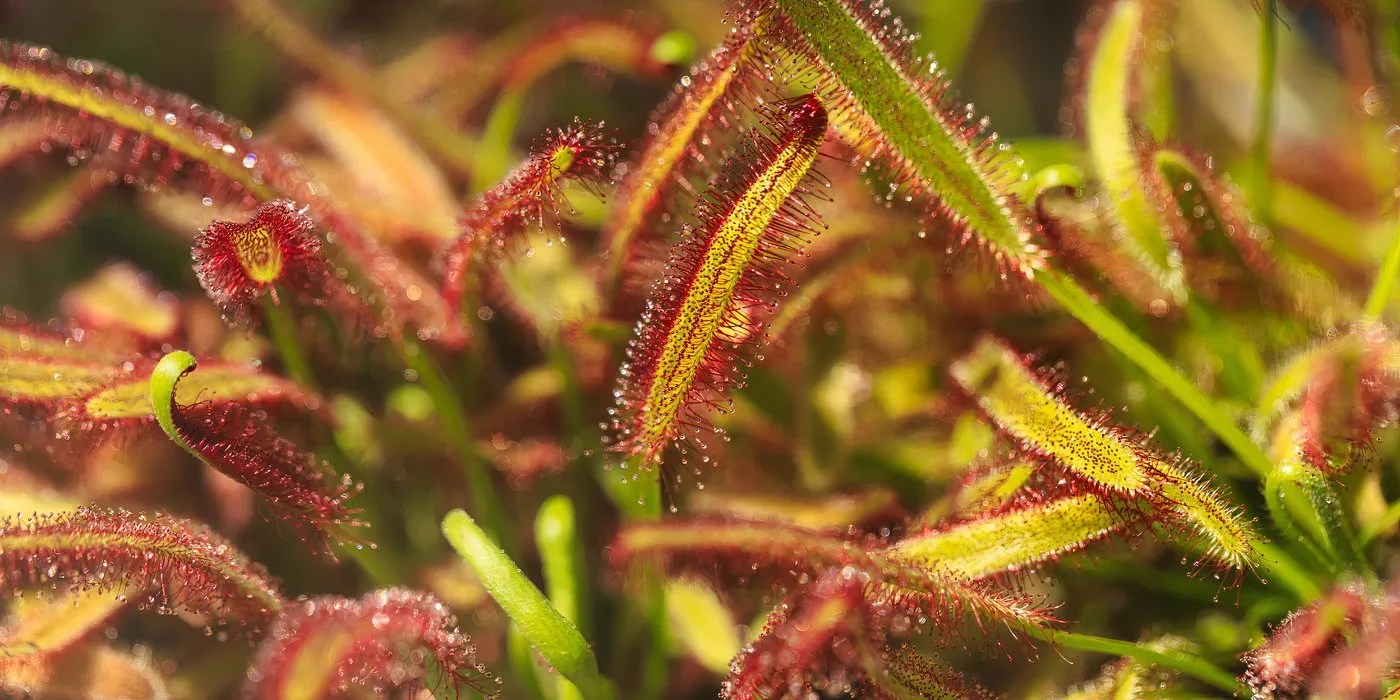 Cape sundew closeup