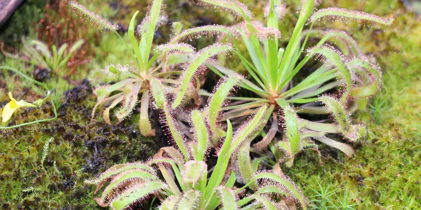 Planted Cape sundew
