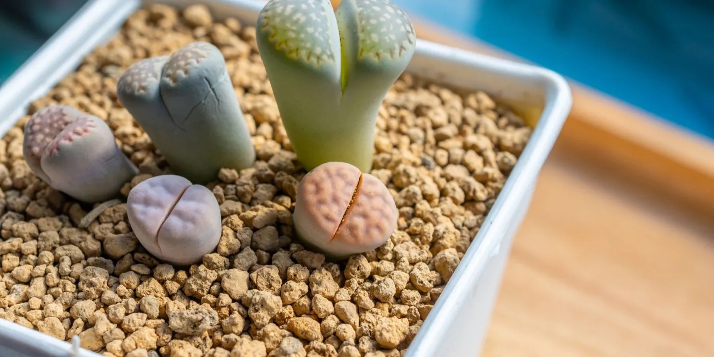 Potted lithops