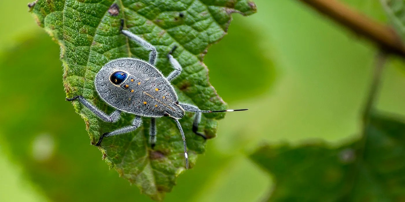 An image of a stink bug