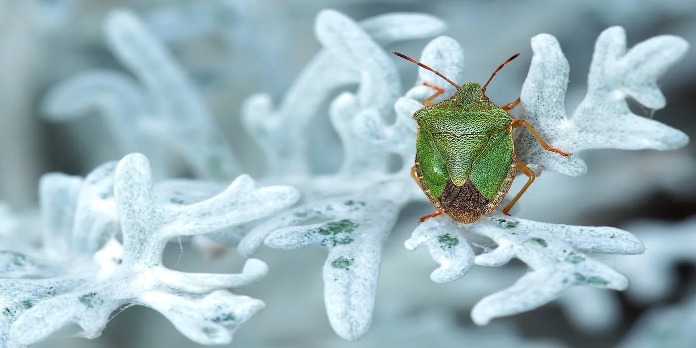 An image of a stink bug