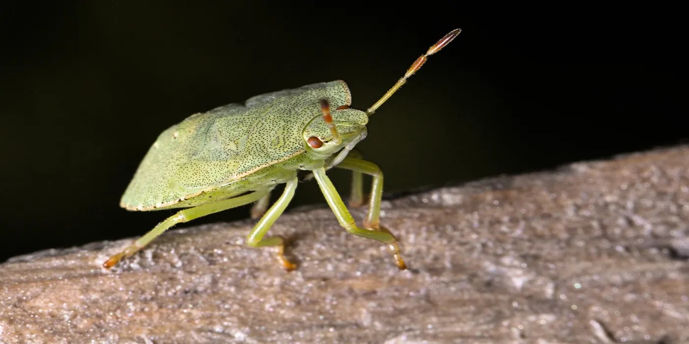 An image of a stink bug