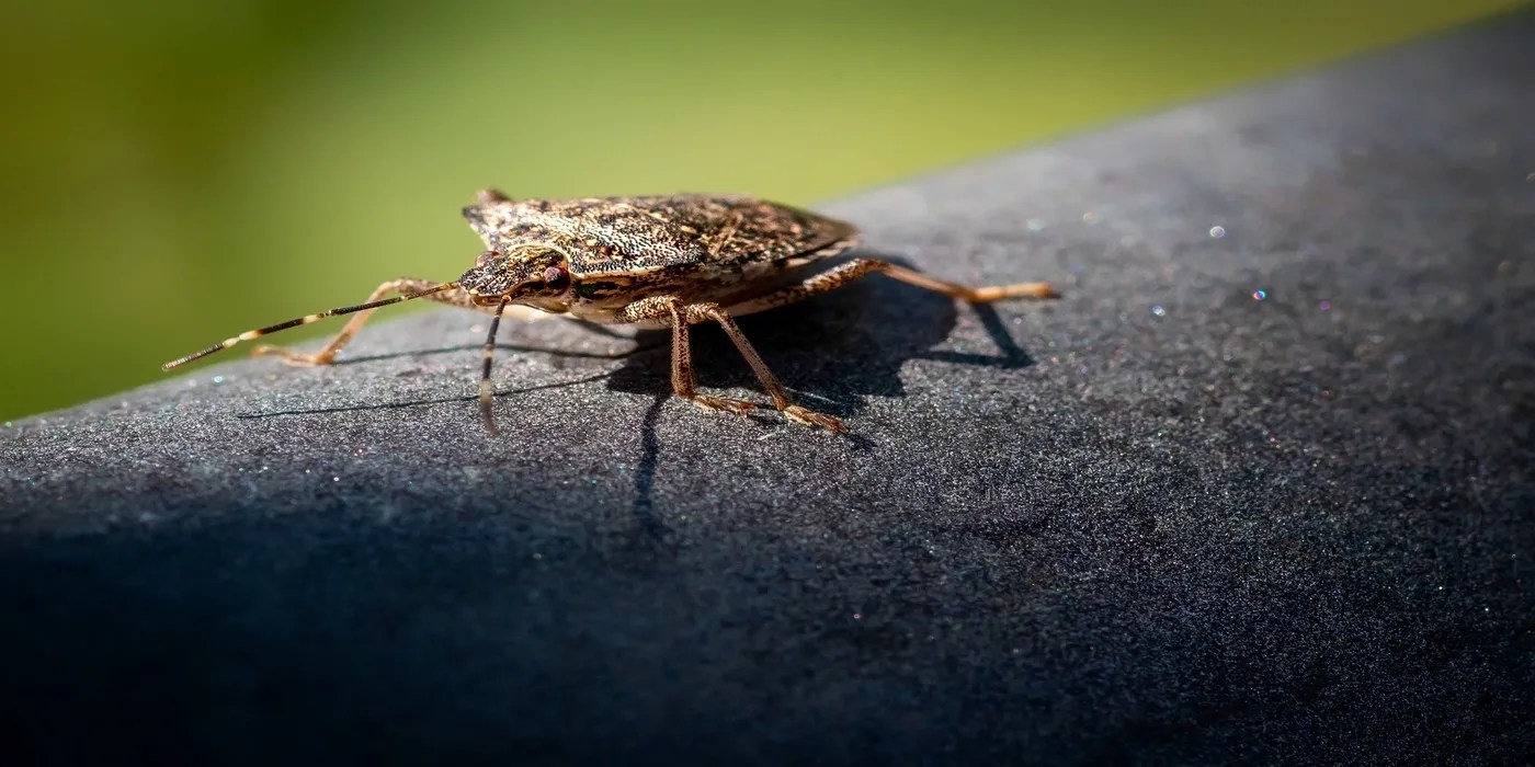 An image of a stink bug