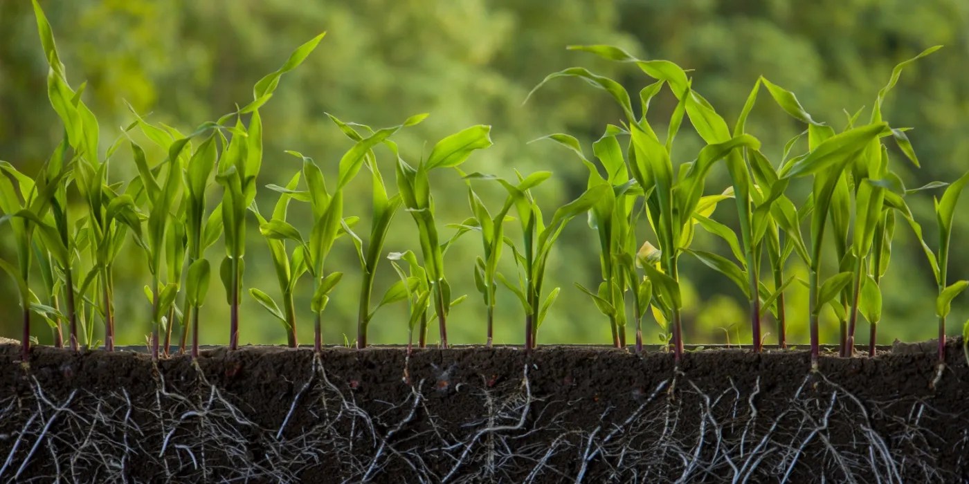 Below ground view of corn roots