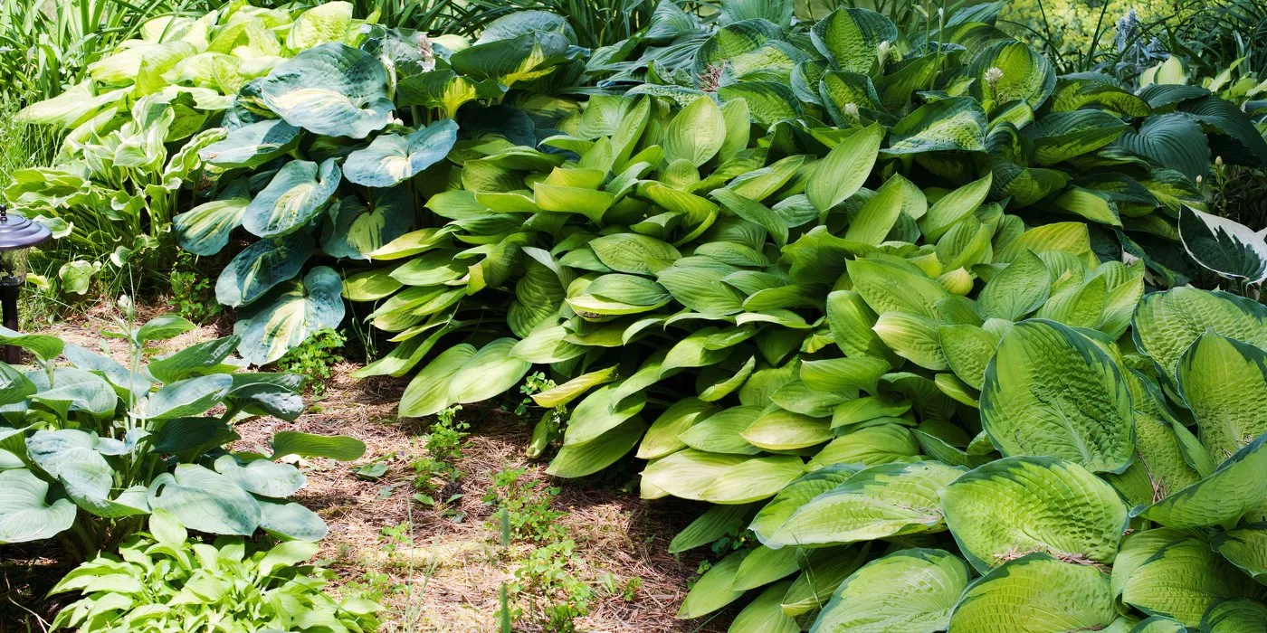 Hostas