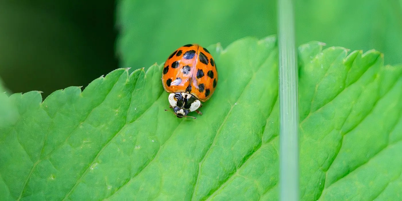 Asian beetle