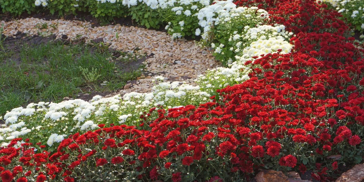 Chrysanthemums in the garden