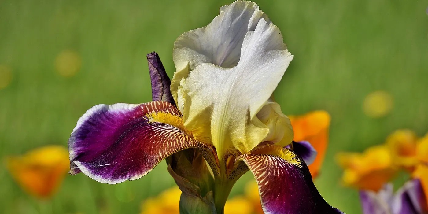 iris in bloom