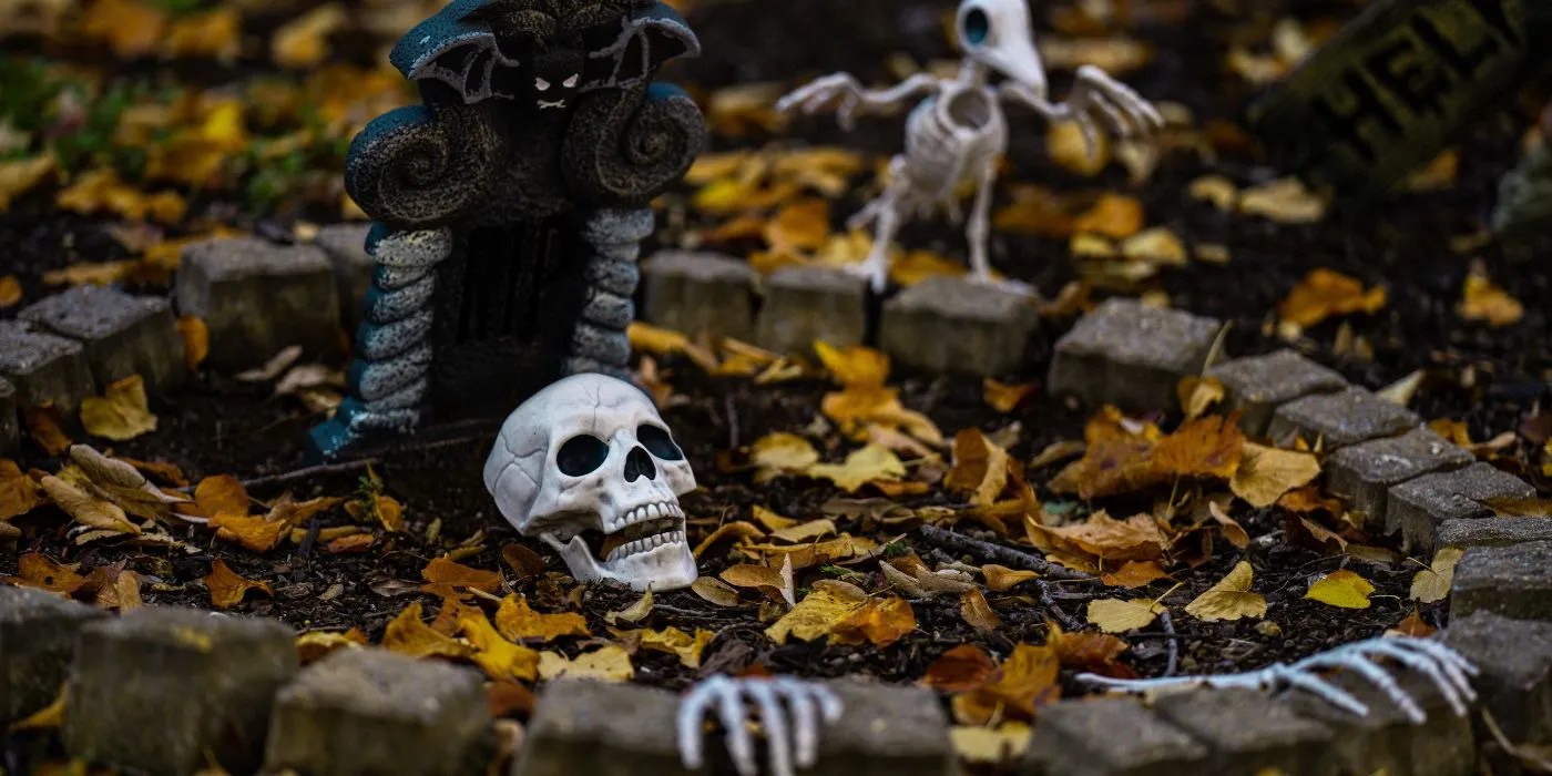A skeleton head